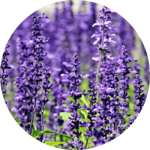 lavender essential oil