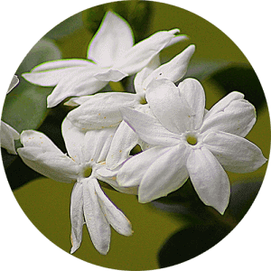 jasmine_essential_oil