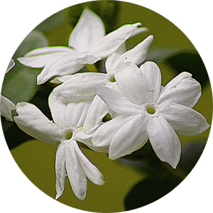 jasmine_essential_oil