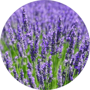lavender_essential_oil