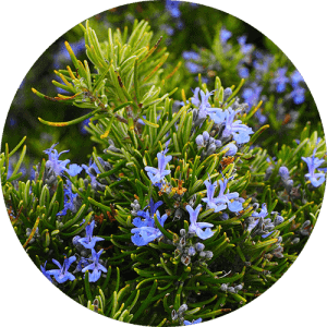 rosemary_essential_oil