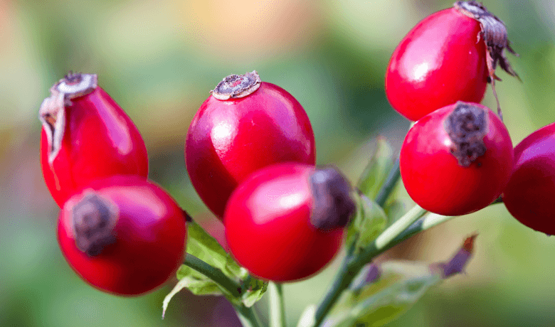 rosehip oil for acne